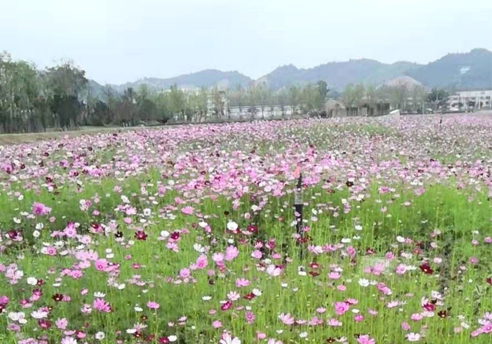 麻山八號地塊花海